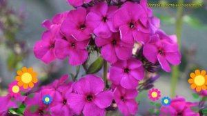 Флокс метельчатый Рэвинг Бьюти. Краткий обзор, описание (phlox paniculata Raving Beauty