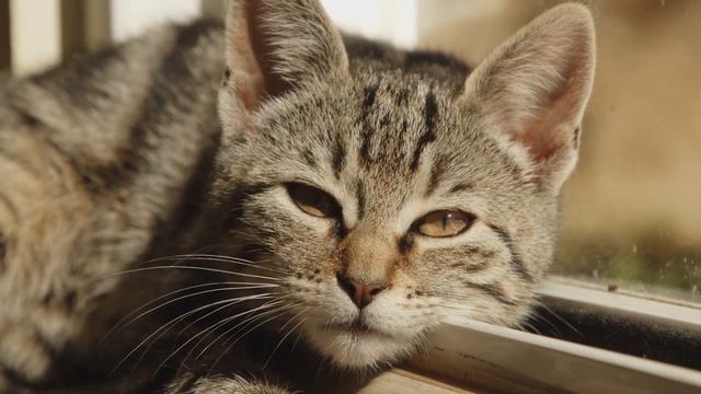 Как приучить кошек пить больше воды? Почему кошка мало пьет?