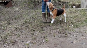 Как научить собаку команде обойди | В чем секрет?