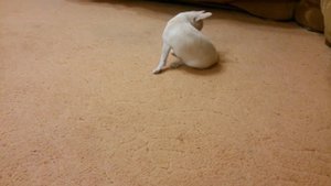 Чихуа-хуа бегает за хвостом