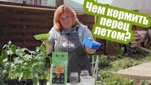 3 главные подкормки перца летом! Все удобрения для богатого урожая