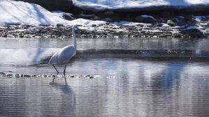 Большая белая цапля