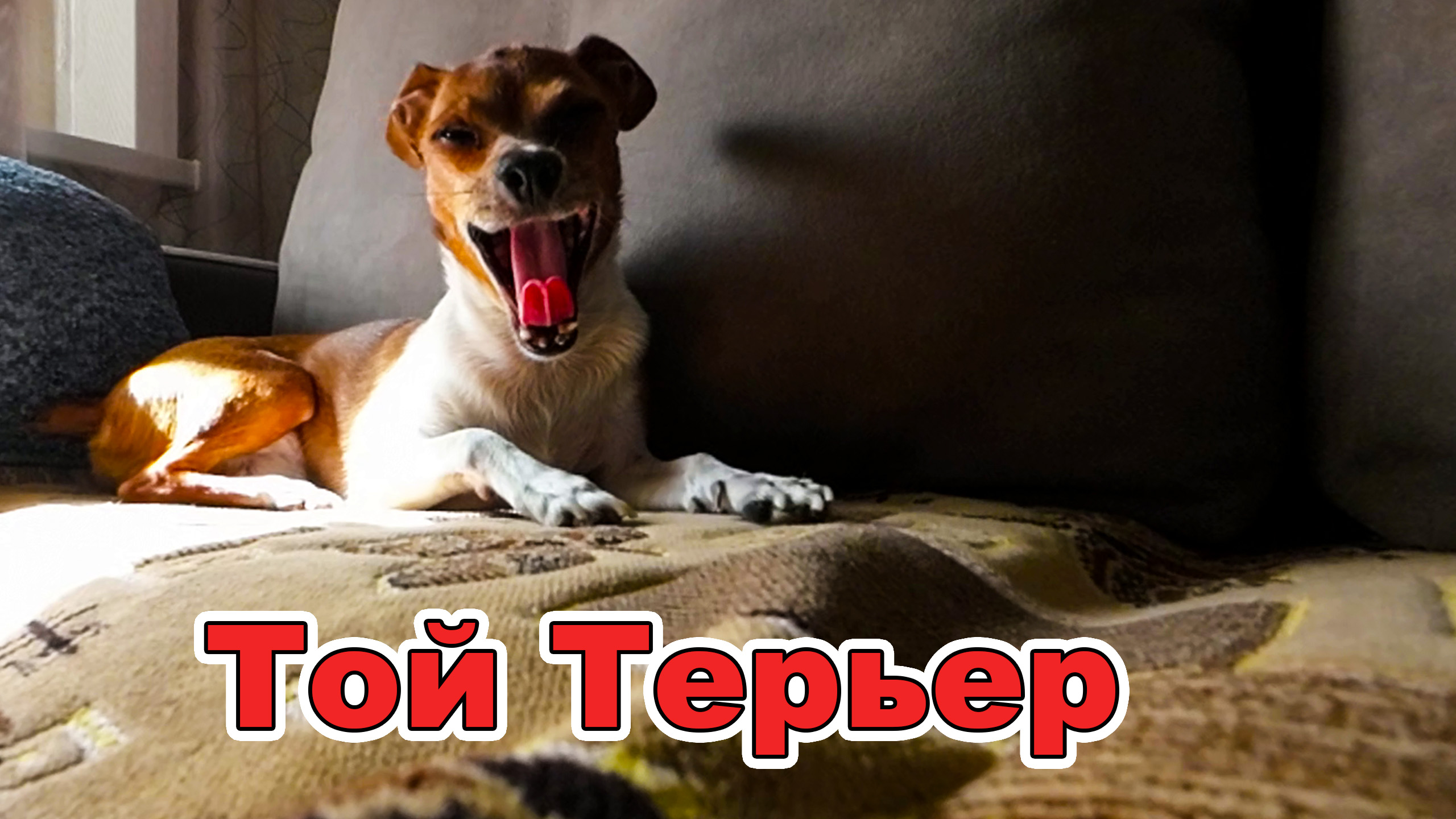 Той-Терьер одна из самых маленьких собак.