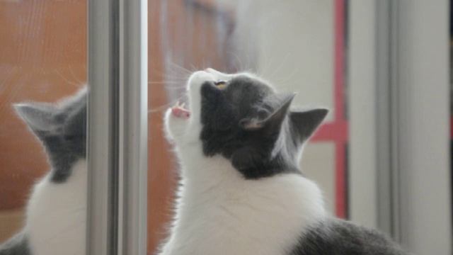КОТЫ ПРИКОЛЫ 2020 ЛУЧШИЕ ПРИКОЛЫ С ЖИВОТНЫМИ , Кошка Жулька крякает на солнечного зайчика