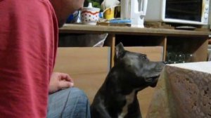 собака ловит несущестувующих мух