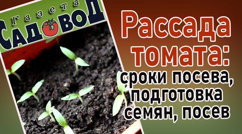 Посев томатов на рассаду чем обработать семена