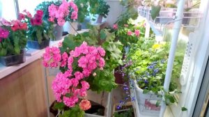 Пеларгония Ю-Сакура цветет.