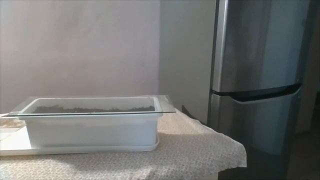 Витаминный энергетический напиток из ростков! Выращиваем и готовим дома!