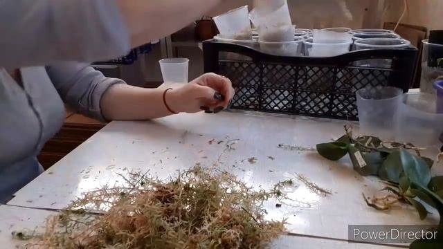 Массовые пересадки ГИГАНТЕЙ_ОРХИДЕЙ/Смена грунта/Зачем?ПОЧЕМУ?/МОХ/ЦЕОФЛОРА/ФИТЕЛЬ/ ???