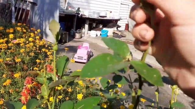 ВКУСНЫЕ ЗАГОТОВКИ С ЛЮБИМОГО САДА.25.08.2022 Г.