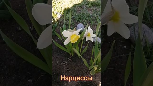 нарцисс. солнце и цветы. #сад#весна#россия