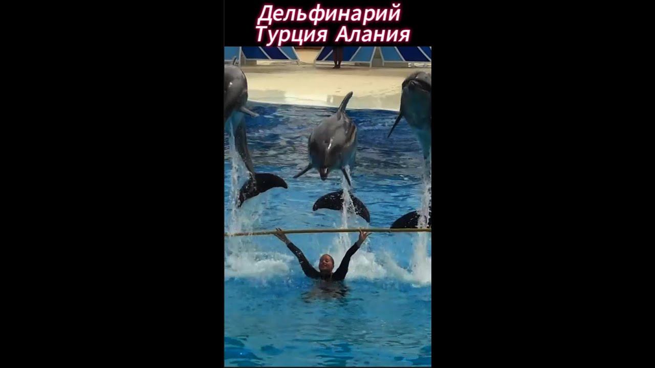 Дельфинарий Алании, Турция #турция #turkey #алания #dolphinarium #shorts смотреть онлайн