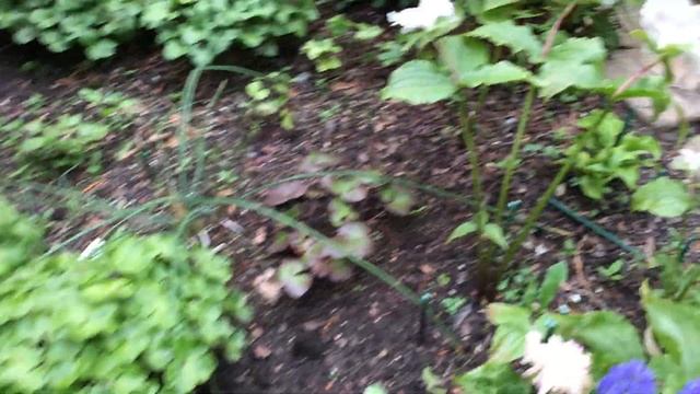 Башмачок тибетский - Cypripedium tibeticum (лето 2020, г.Кировск ленинградской обл.) смотреть онлайн