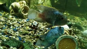 Нанокары неоновые нерест в общем аквариуме 1-й день