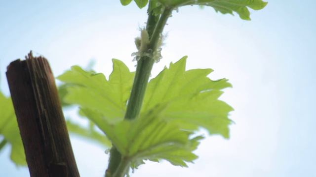 Виноград-жемчужные железы на зелёных побегах 4к-видео смотреть онлайн