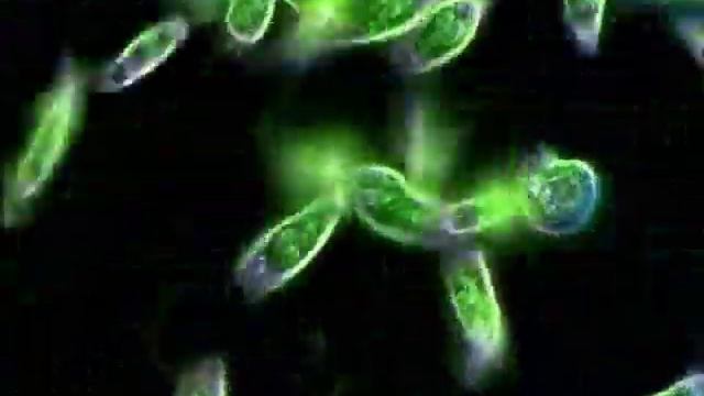 Эвглена зелёная (Euglena Viridis)