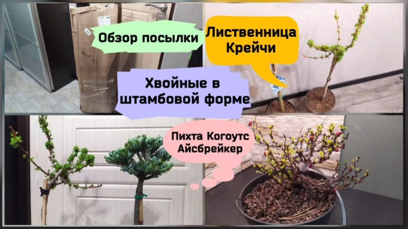 Лиственница Крейчи и пихта Когоутс Айсбрейкер в штамбовой форме.Обзор посылки (май 2022 г.)