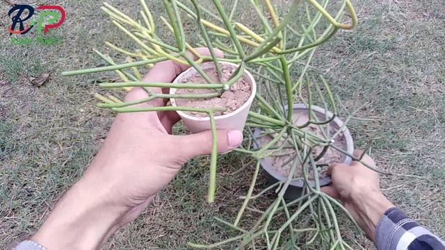 Euphorbia Tirucalli || Propagate Pencil Cactus || Fire Sticks смотреть онлайн