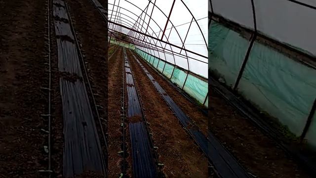 Огурцы переходим на ежевику смотреть онлайн