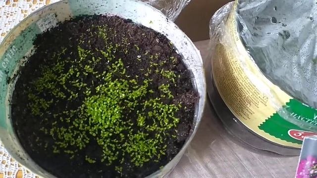КАК ВЫРАСТИТЬ ЛОБЕЛИЮ ИЗ СЕМЯН.