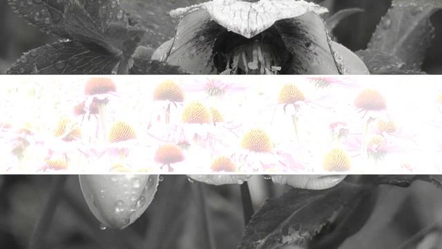 Цветы,подснежники.Позитивное настроение.??