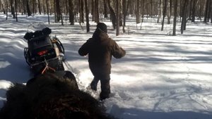 Подкормка косуль и лосей в ранне весенний период. Солонец для лося.