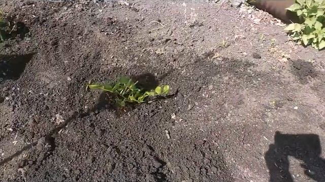 РОЗЫ ОТ ПОИСКА И САДОВИТЫ смотреть онлайн