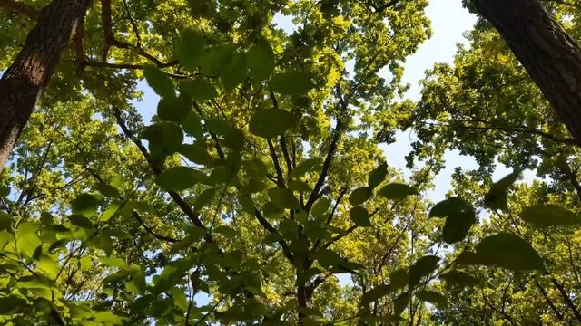 Звуки и пение птиц в лесу, звуки природы для релаксации, расслабления, успокоения, крепкого сна смотреть онлайн