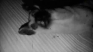 Клип_ты_убил_меня_сам_дуракKids_Dog143