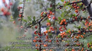 Как кошки находят дорогу домой, если заблудятся?