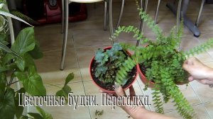 Цветочные будни. Вот так пересадка - ругаюсь... #пересадкацветов #папоротники #обрезкадиффенбахии