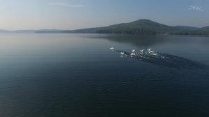 лебеди на озере Тургояк