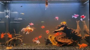 Аквариум с мангровой корягой