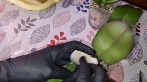 Обзор Посылки с Орхидеями | Первичная обработка Орхидей Репелентом от Насекомых Вредителей