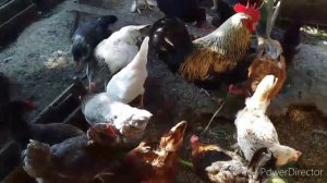 ?Полезная Витаминная Добавка для Кур Несушек❗//Листья Кабачка для Кур//Африканская ЖАРА НА Юге