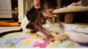 Люся УКЛАДЫВАЕТ КОТЁНКА спать и ждёт маму кошку! ВСЯ НА НЕРВАХ!