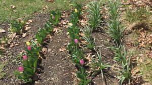 Tulips and Allium