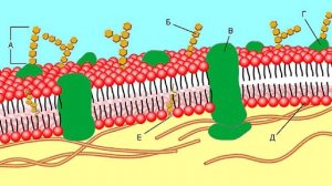 Рекомендуем к просмотру! Как устроены клеточные мембраны