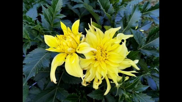 Юная осень была так красива... смотреть онлайн