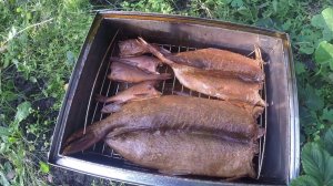 Копчение щуки,окуня и карася..