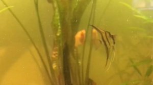 Аквариум 250 литров, скалярия