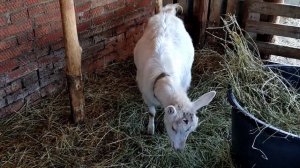 Результаты обезроживания взрослых коз резинками для кастрации баранов.