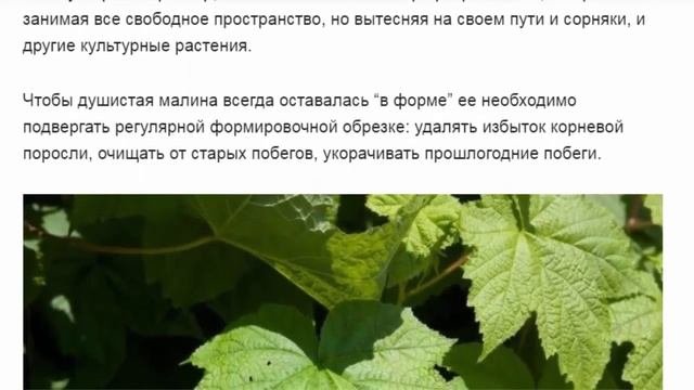 Малиноклён, или малина душистая