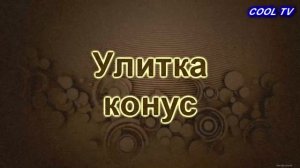 Самые ОПАСНЫЕ существа на планете