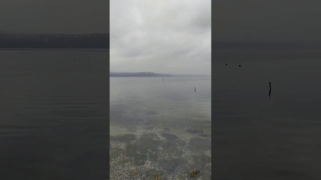 Лысухи на Чёрном море #shorts #short смотреть онлайн