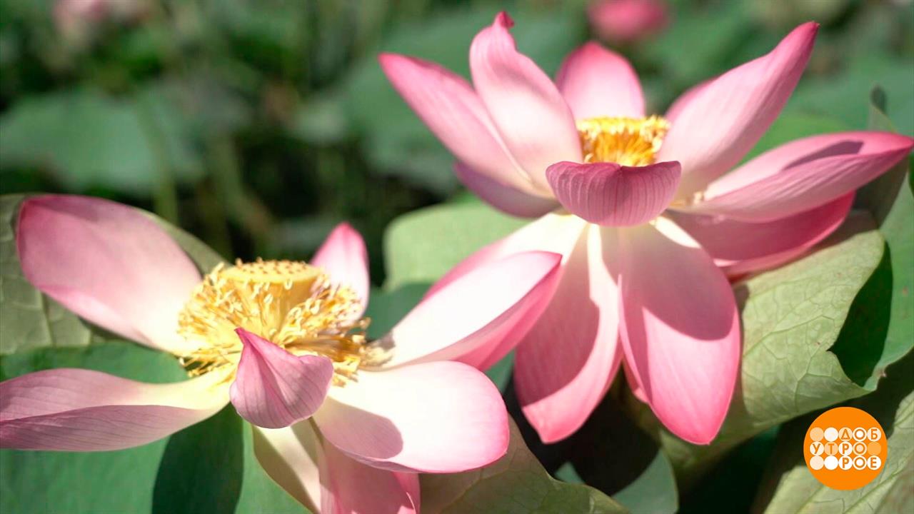 Разноцветные озера России. Доброе утро. Фрагмент выпуска от 06.09.2023