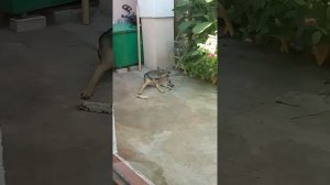 Моя собака злиться на свою лапу, которую сама же к мясу подсовывает.