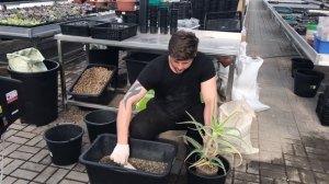 Алоэ древовидное (Aloe arborescens variegated) - пересадка пестролистного столетника