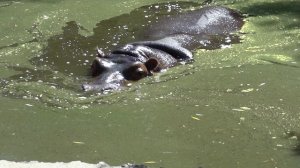 Бегемот в НИКОЛАЕВСКОМ ЗООПАРКЕ 2016