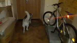 Маламут и хаски одни дома, оставил собак в квартире